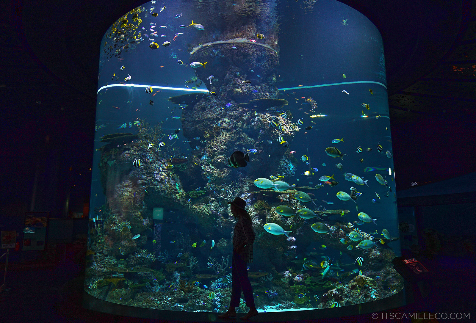 S.E.A. Aquarium, Equarius Ocean Suite | www.itscamilleco.com