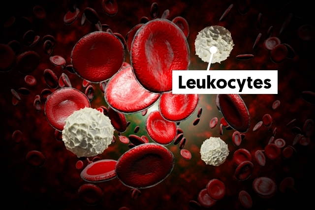 THE ROLE OF LEUKOCYTES IN ACUTE INFLAMMATION