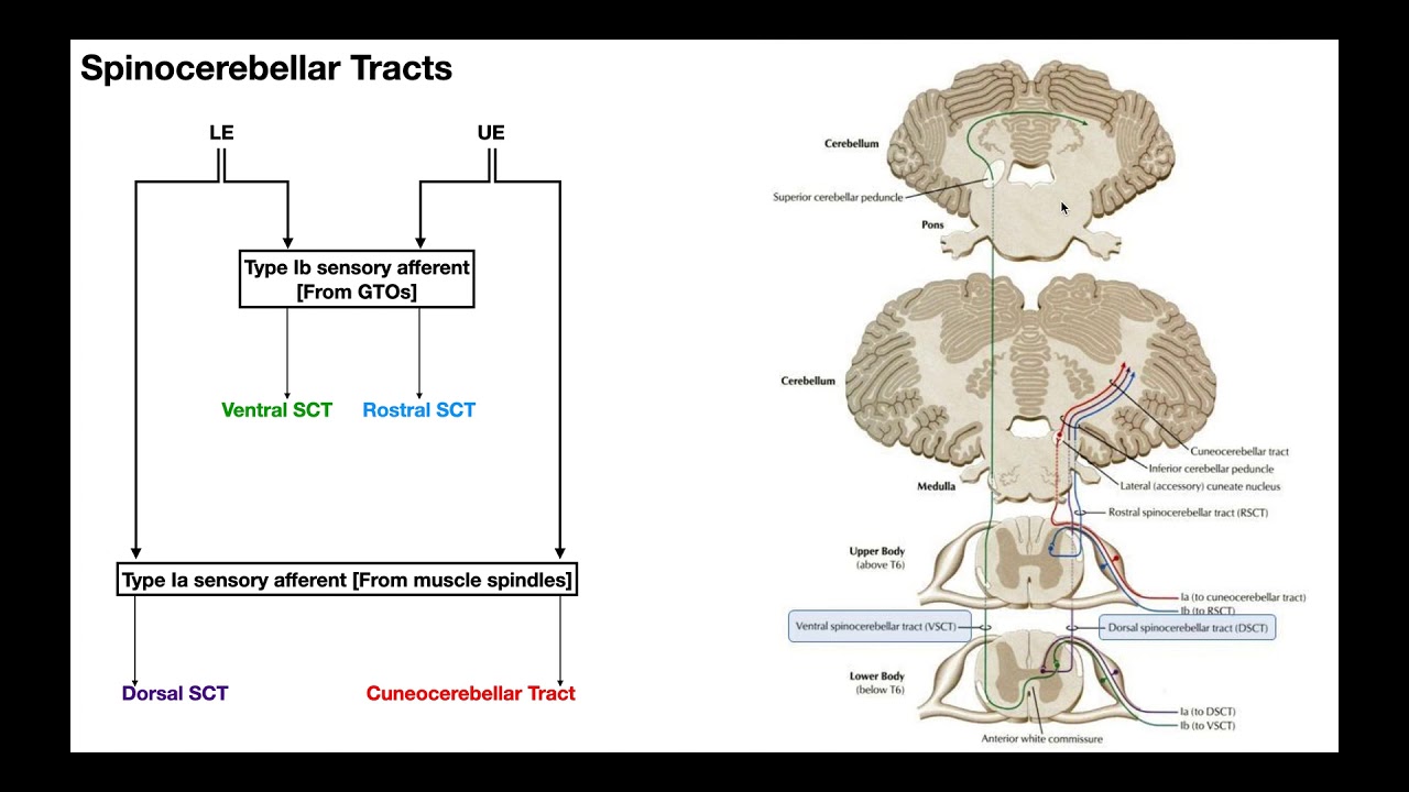 ORGANIZATION, LOCATION AND FUNCTION OF DIFFERENT ASCENDING PATHWAYS