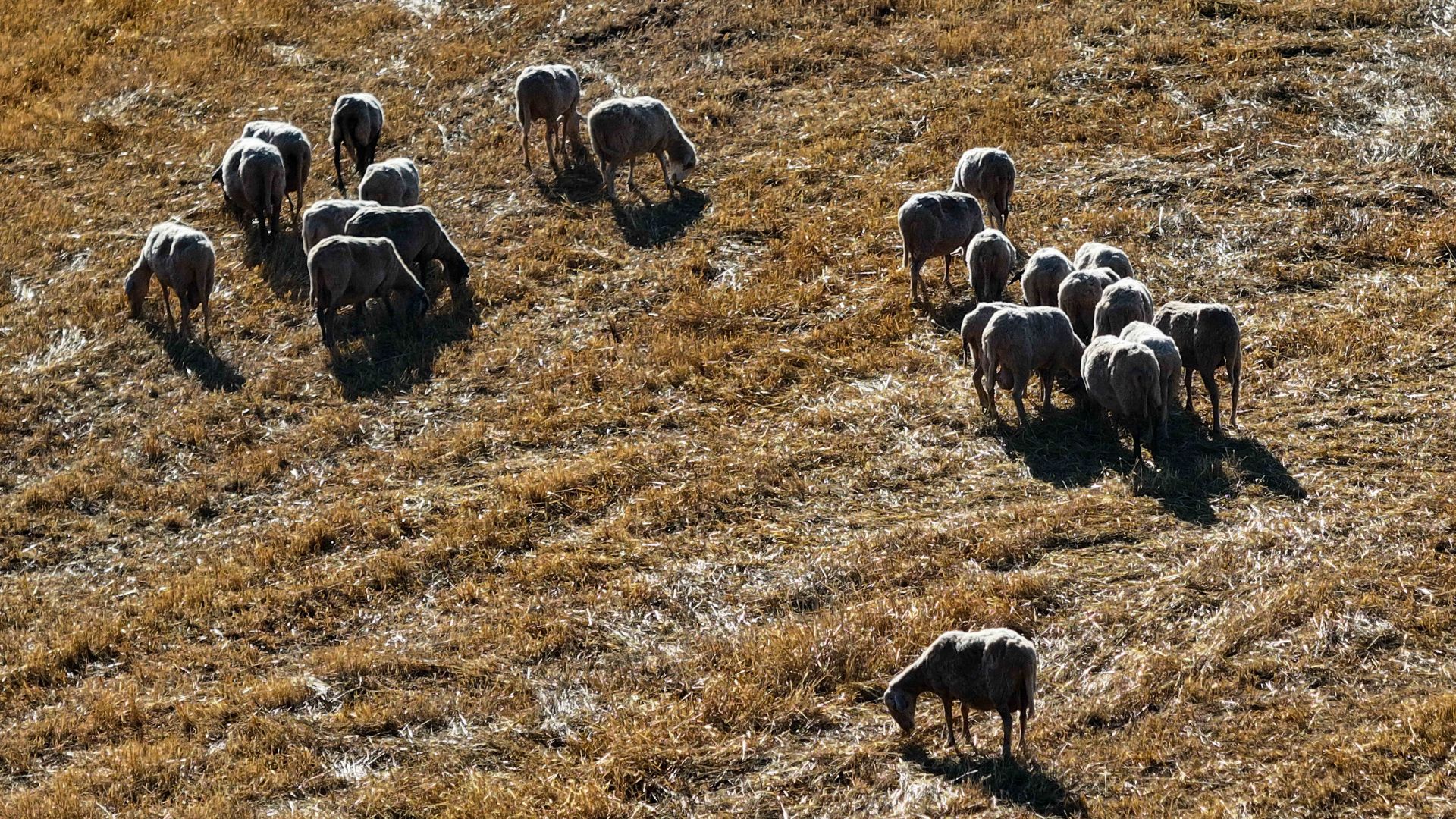 sto-mikroskopio-ethnikis-epistimonikis-epitropis Στο «μικροσκόπιο» Εθνικής Επιστημονικής Επιτροπής τα μέτρα κατά της ευλογιάς των αιγοπροβάτων – Μάχη για να αποφευχθεί το