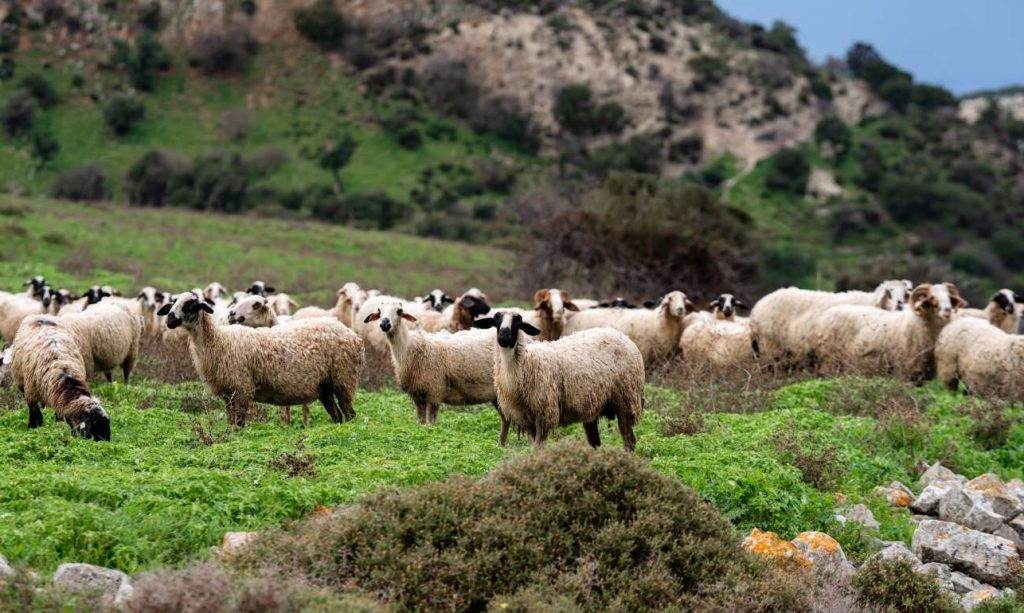 ti-perilamvani-to-anatheorimeno-schedio Τι περιλαμβάνει το αναθεωρημένο σχέδιο για τον ΟΠΕΚΕΠΕ