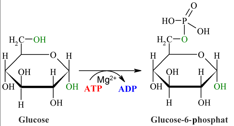 WHICH ENZYME CATALYZES THE CONVERSION OF GLUCOSE TO GLUCOSE-6-PHOSPHATE IN GLYCOLYSIS?