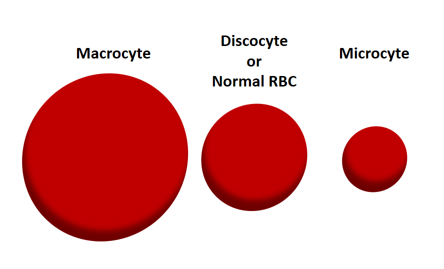 MACROCYTIC ANEMIA