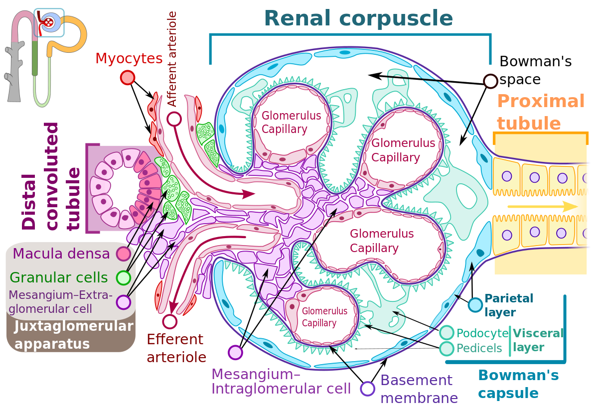 REGULATION OF THE GLOMERULAR FILTRATION AND RENAL BLOOD FLOW