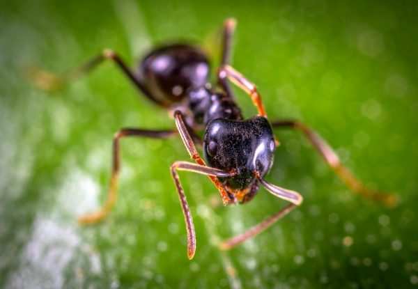 ant_antenna_bug_close_up_insect_little_macro_pest-1510963-600x415-1
