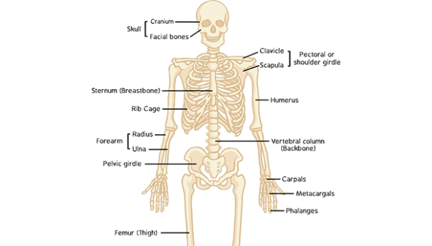 DIVISION AND FUNCTION OF SKELETAL SYSTEM