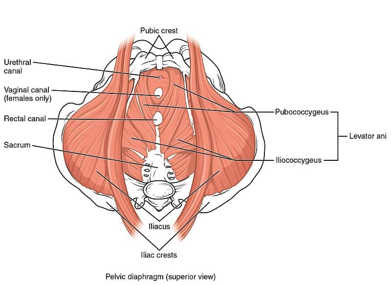 YOUR ESSENTIAL GUIDE TO PELVIC FLOOR AND ABDOMINAL WALL DISORDERS