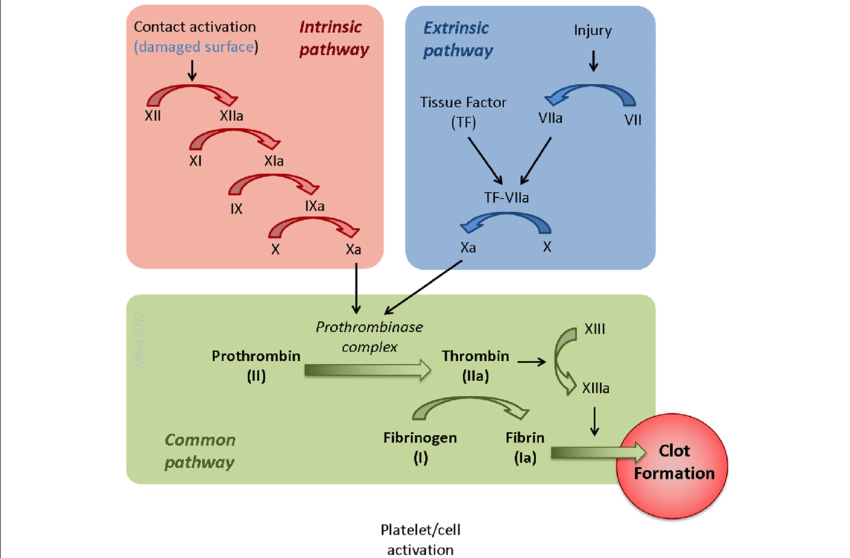 CLOTTING CASCADE AND BLEEDING DISORDERS