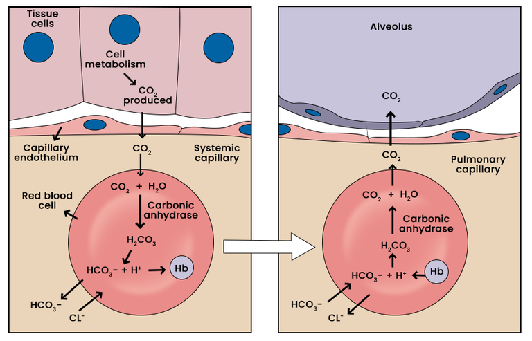 TRANSPORT OF CO2 IN RELATION TO PHYSIOLOGY