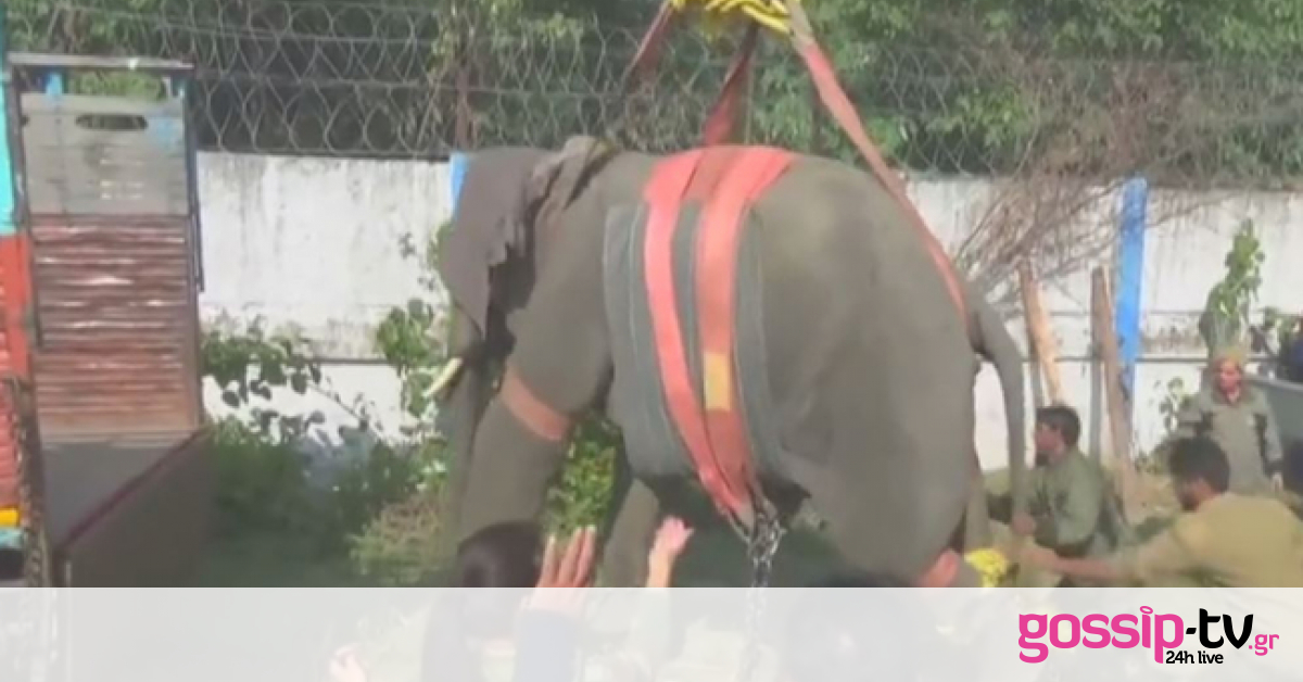 Ελέφαντας σκότωσε έναν άνδρα – Η μεταφορά του ζώου με γερανό μετά το τραγικό συμβάν