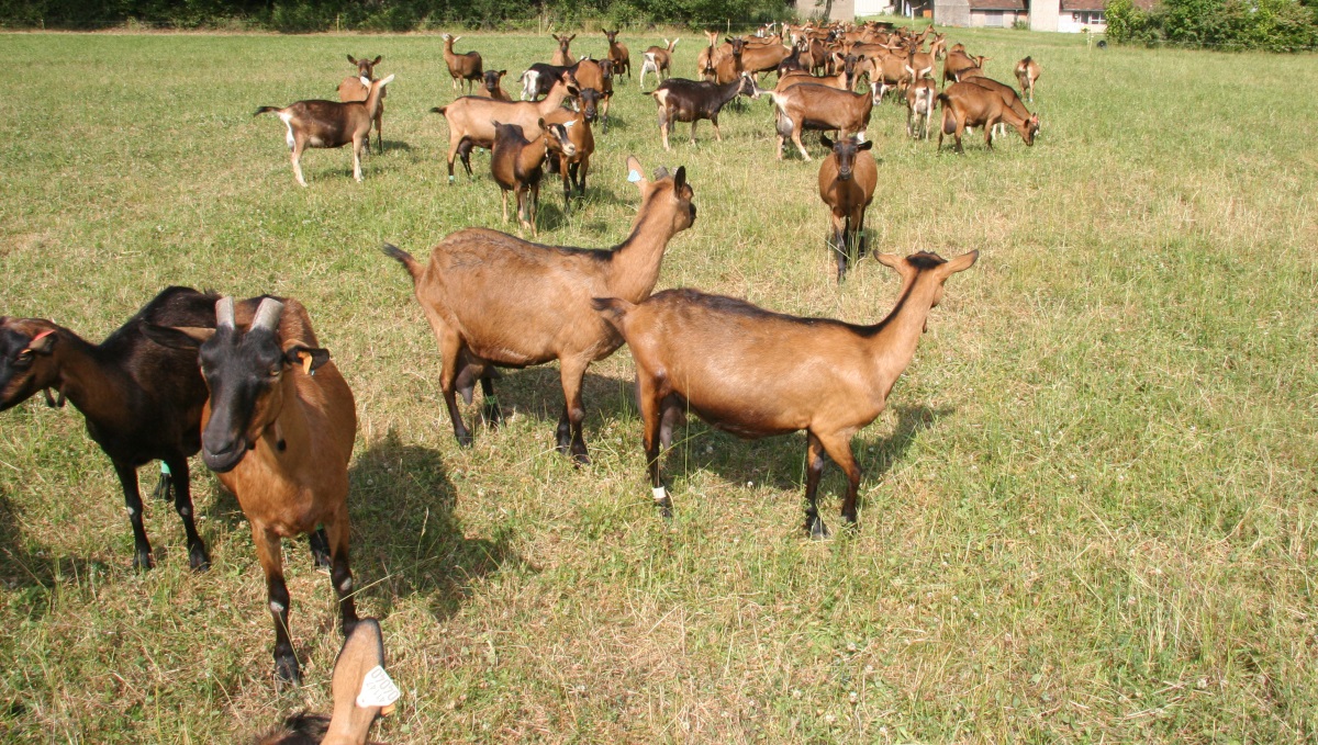 Νέος έρωτας για πασίγνωστο τηλεοπτικό πρόσωπο με κτηνοτρόφο από την Αλόννησο