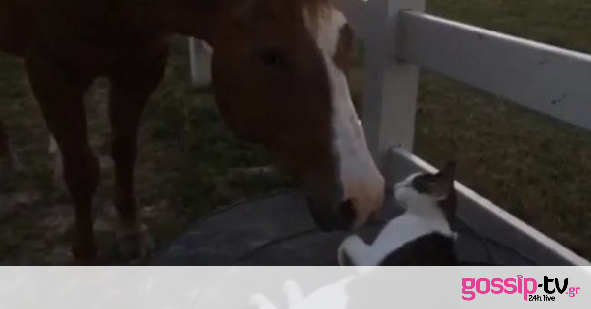 Viral – Το άλογο και η γάτα: Μια απίστευτη φιλία (vid)