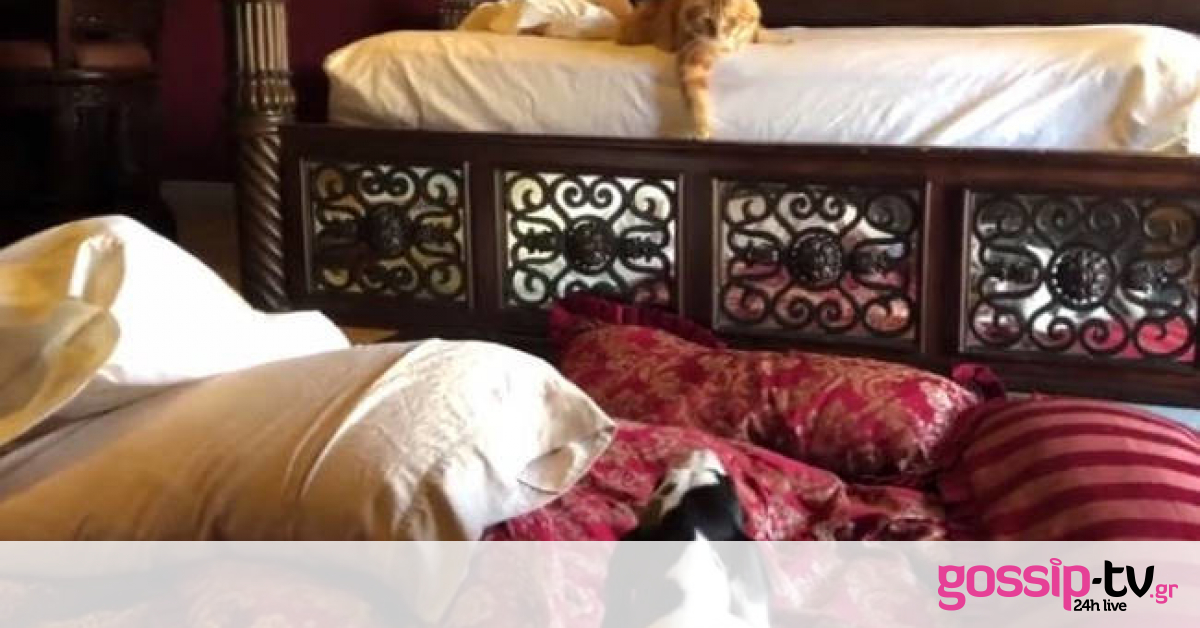 Γάτα και σκύλοι βοηθούν στο… στρώσιμο του κρεβατιού (vid)