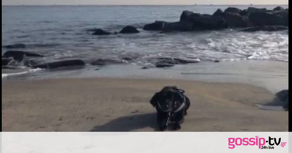 Πώς ένας σκύλος «καταστρέφει» ένα υπέροχο πλάνο της θάλασσας (vid)