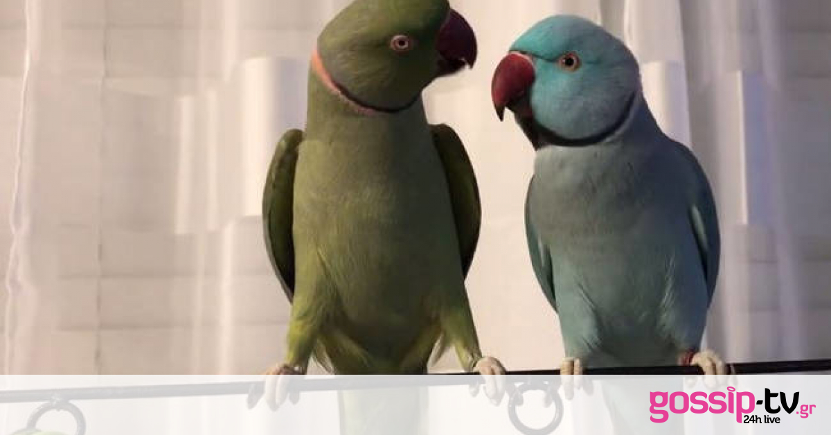 Δύο παπαγάλοι τα… λένε! (vid)