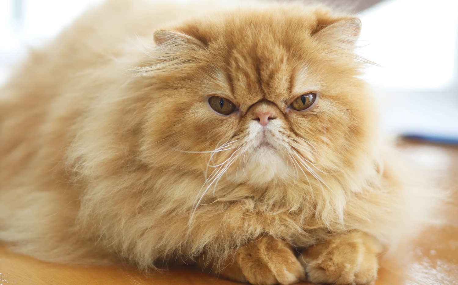 Cat Expo 2023: Πολλοί celebrities στη μεγαλύτερη γιορτή γάτας | Zappit