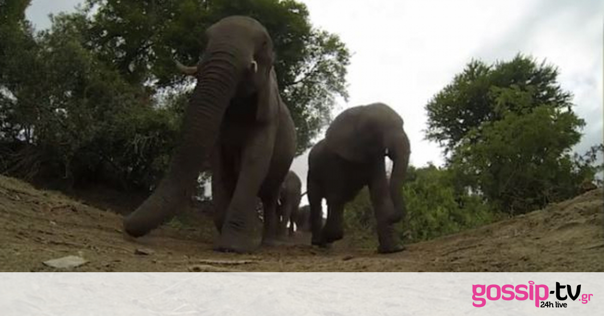 Απίστευτες εικόνες: Αυτοί οι ελέφαντες πατούν πάνω στην κάμερα (Video)