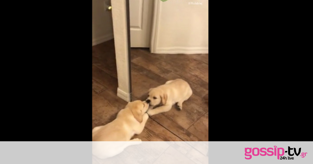 Έχετε δει κουτάβι να αντικρίζει για πρώτη φορά τον εαυτό του στον καθρέφτη; Θα γελάσετε πολύ (vid)