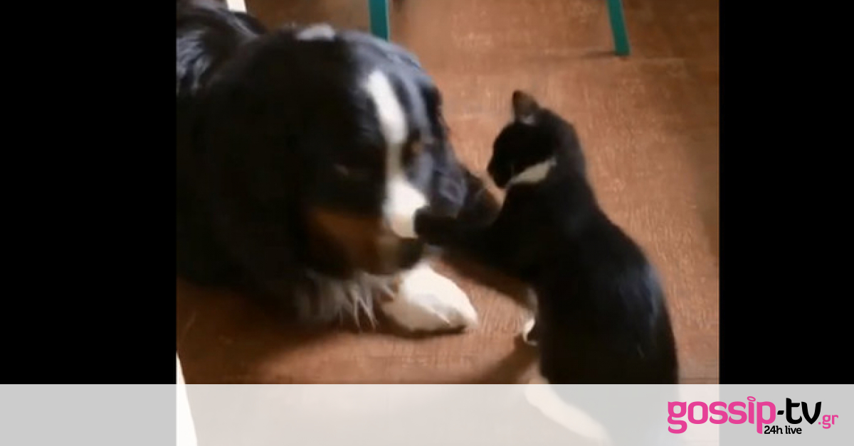 Το γατάκι θέλει ν’ αποδείξει πως έχει τον έλεγχο