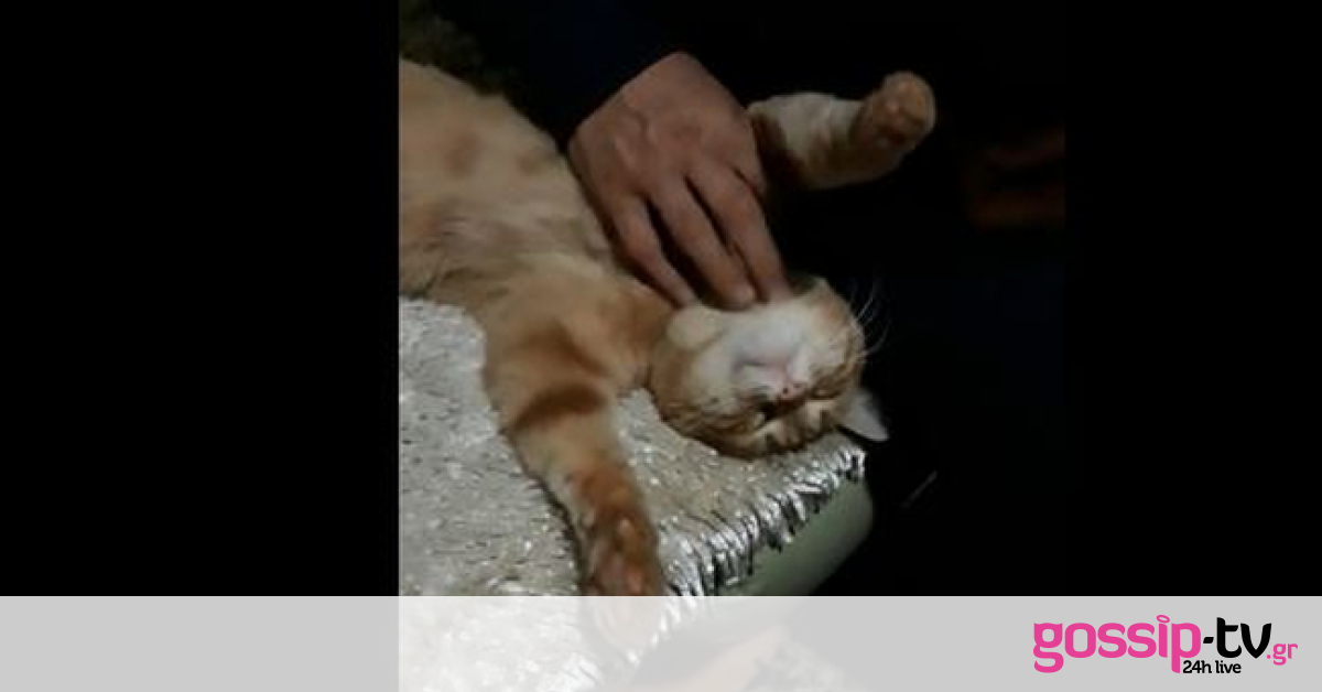 Κι όμως! Αυτή η γάτα λατρεύει το μασάζ! (Video)
