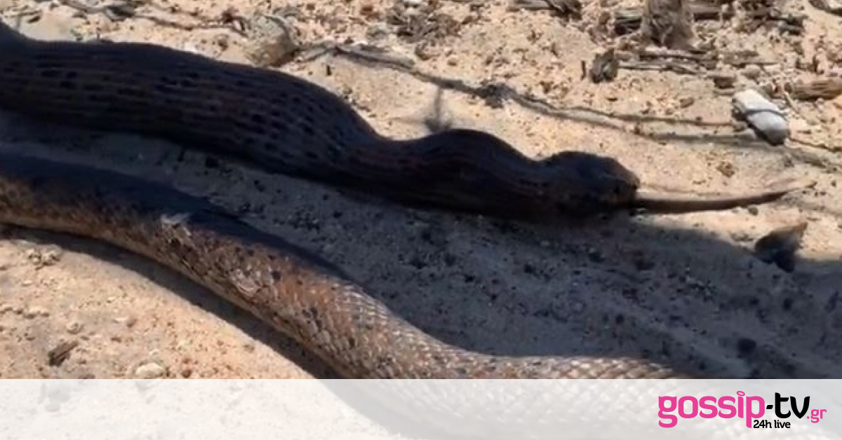 Το τεράστιο φίδι απολαμβάνει το μεσημεριανό του γεύμα!