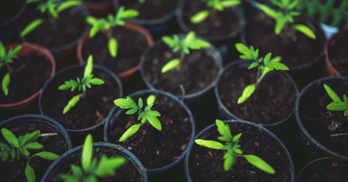 Θεσσαλονίκη: Πετούσε γλάστρες από το μπαλκόνι σε θαμώνες μπαρ