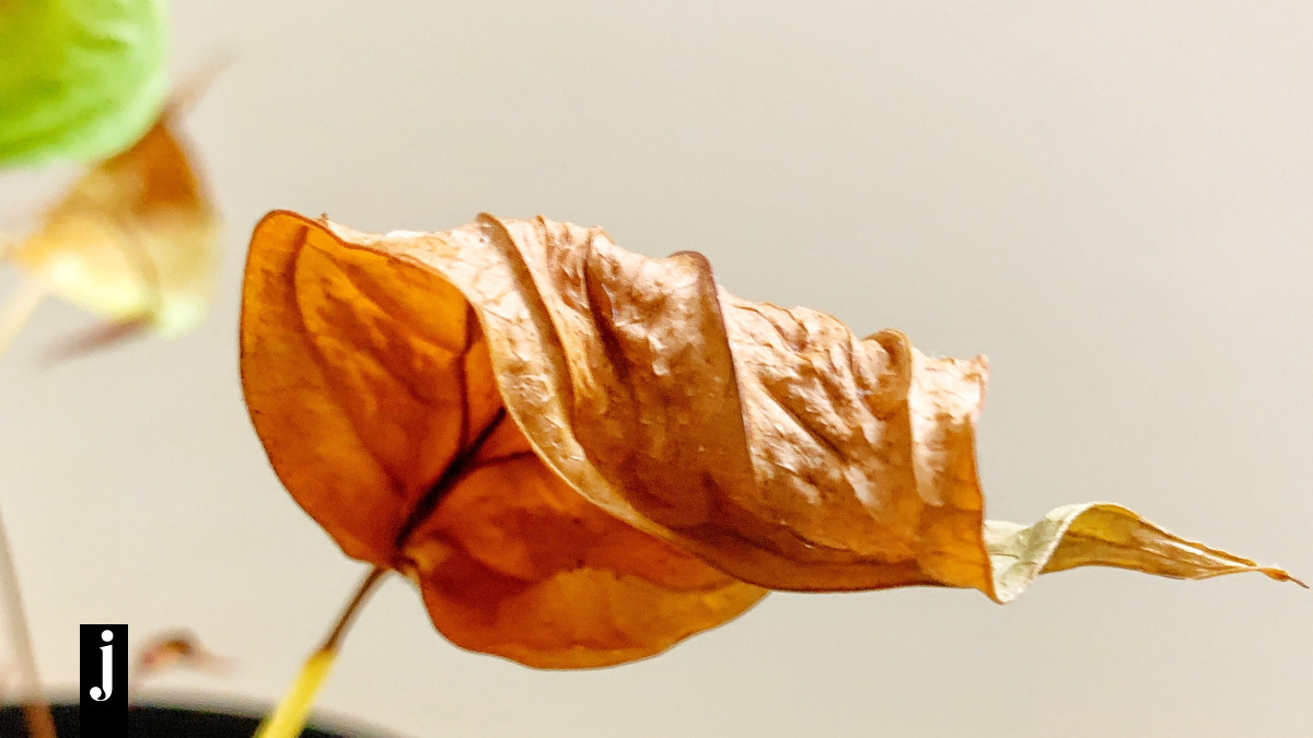 7 λάθη που κάνεις συχνά και θα σκοτώσουν τα φυτά σου