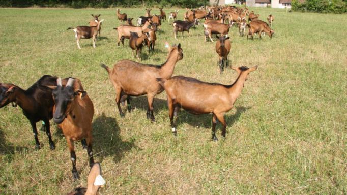 Έρωτας έκπληξη: Ποια πασίγνωστη ηθοποιός είναι σε σχέση με κτηνοτρόφο από την Αλόννησο [φωτο]