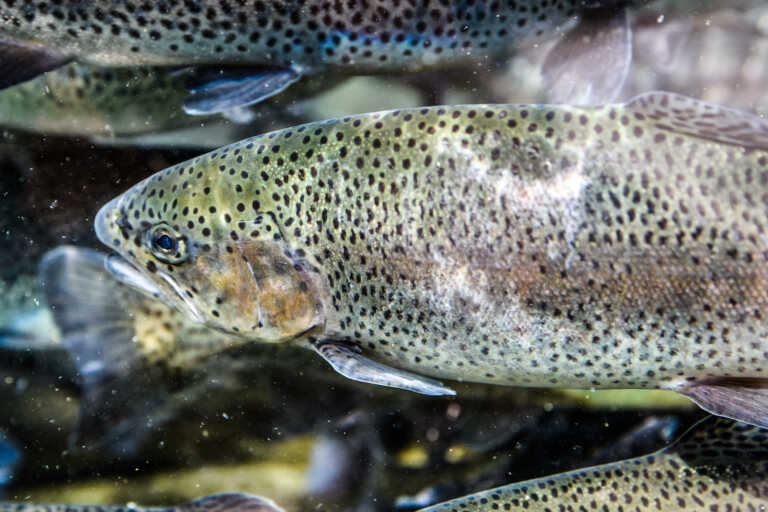 Χρησιμοποιούν δέρμα ψαριού για να επουλώσουν βαθιά εγκαύματα • RefreshNews