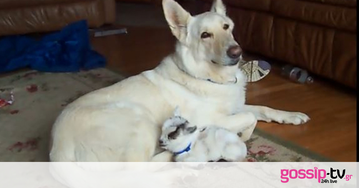 Τι μπορεί να κάνουν μαζί ένας σκύλος και ένα κατσικάκι;