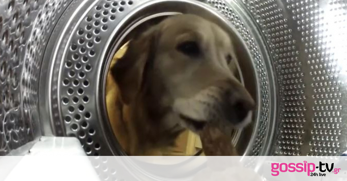Δείτε τι έκανε αυτός ο σκύλος μέσα στο πλυντήριο ρούχων!
