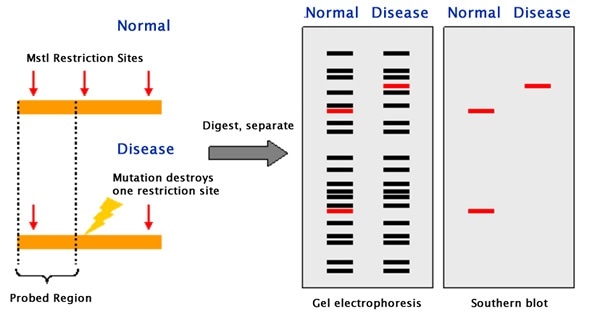 MOLECULAR DIAGNOSTIC TECHNIQUES OF HEMOGLOBIN DISORDERS
