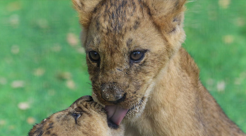 10 Reasons Why You kill the animal 10 Reasons Why You kill the animal