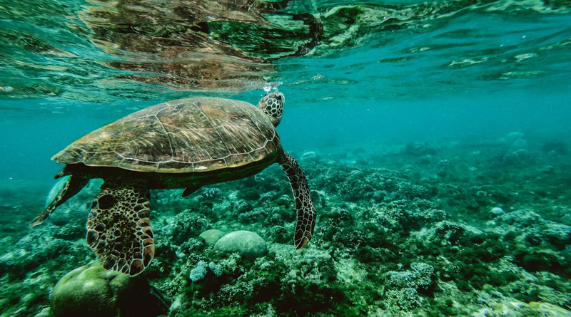 Giant tortoise who helped save species retires in Galapagos Islands Giant tortoise who helped save species retires in Galapagos Islands