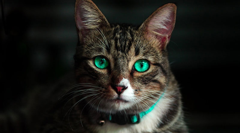 Cat Lost Her Ears — So The Shelter Made Her A New Pair Cat Lost Her Ears — So The Shelter Made Her A New Pair
