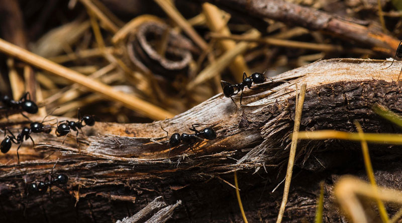 Flipping a molecular switch can turn warrior ants into foragers Flipping a molecular switch can turn warrior ants into foragers