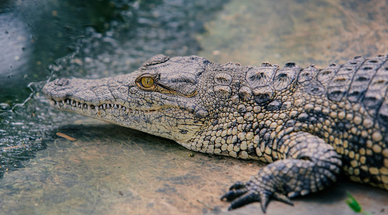 Some ancient crocodiles may have chomped on plants instead of meat Some ancient crocodiles may have chomped on plants instead of meat