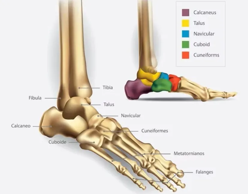 Natural foot architecture with proper toe positioning