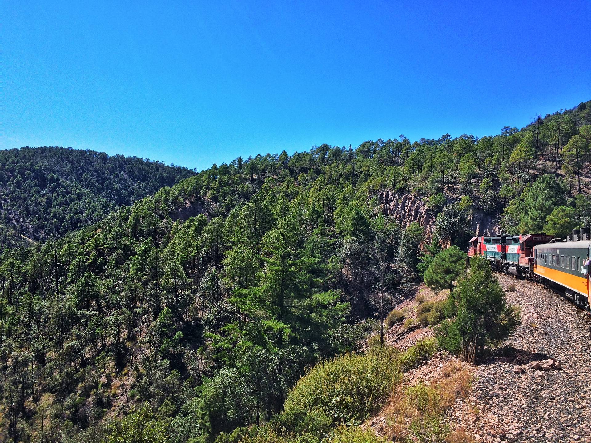 The locomotives of El Chepe on a curve through pine forest, seen from further back on the train