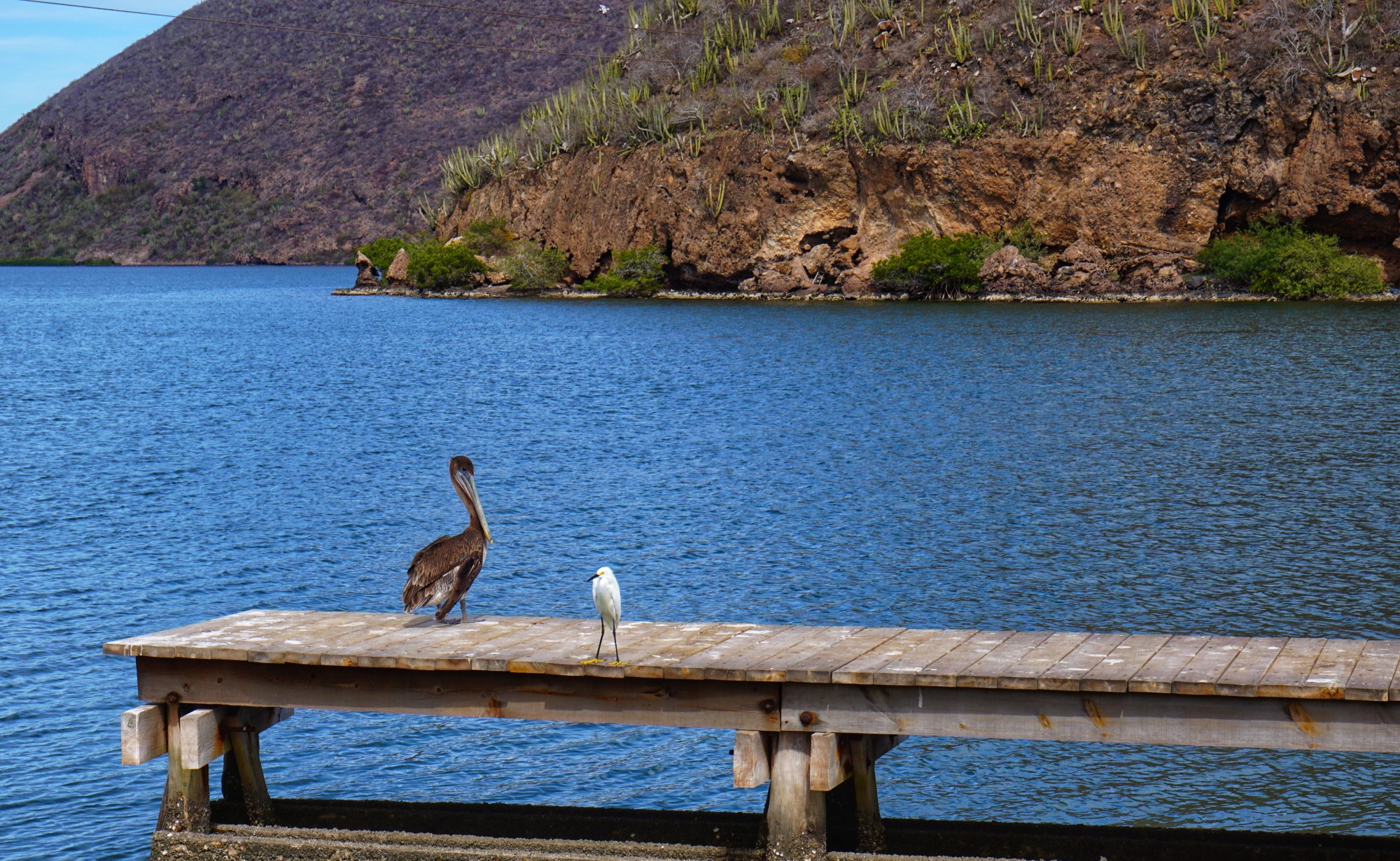 Copper Canyon - Los Mochis and Topolobampo birds sitting on dock
