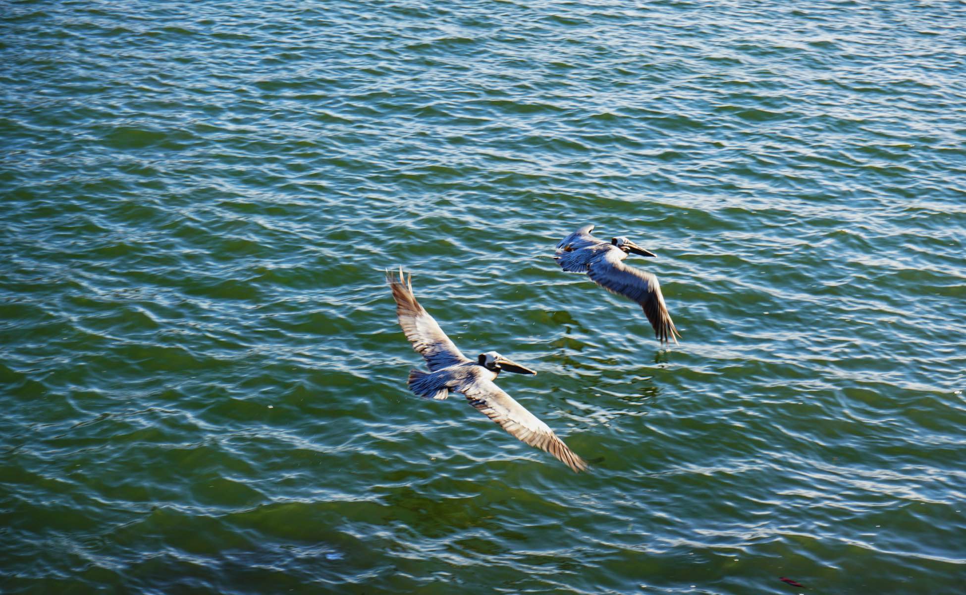 Topolobampo, Sinaloa: Pelikane fliegen über das Meer
