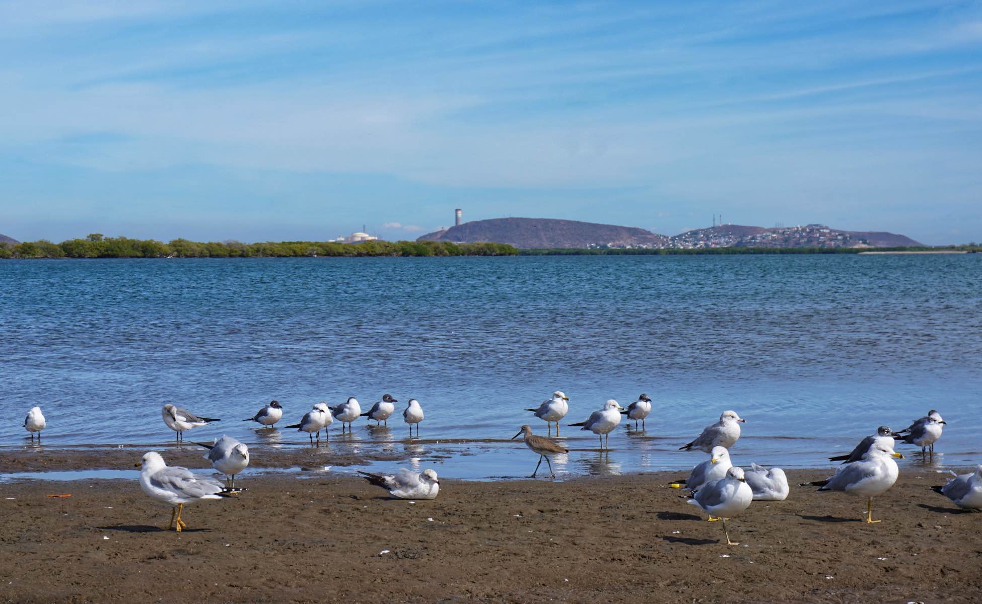 Möwen am Ufer einer Bucht bei Los Mochis, mit Hügeln auf der anderen Seite des Wassers