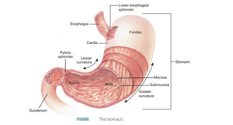 MOTOR FUNCTIONS OF THE STOMACH: KEY INSIGHTS FOR OPTIMAL DIGESTION