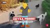 Ποδηλάτης και gang από 25 μαντρόσκυλα στην Καρδίτσα μας προσφέρουν το Remake του ΗΣΥΧΑ ΡΕ | Luben TV