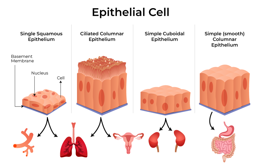 EXPLORING THE DIFFERENT CLASSIFICATIONS OF EPITHELIAL TISSUES IN THE HUMAN BODY