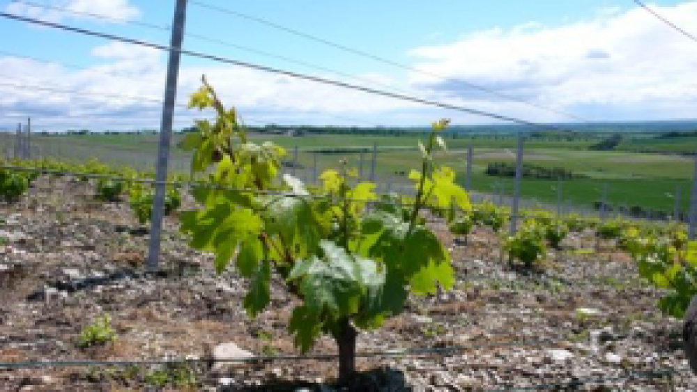 meonhill vineyard