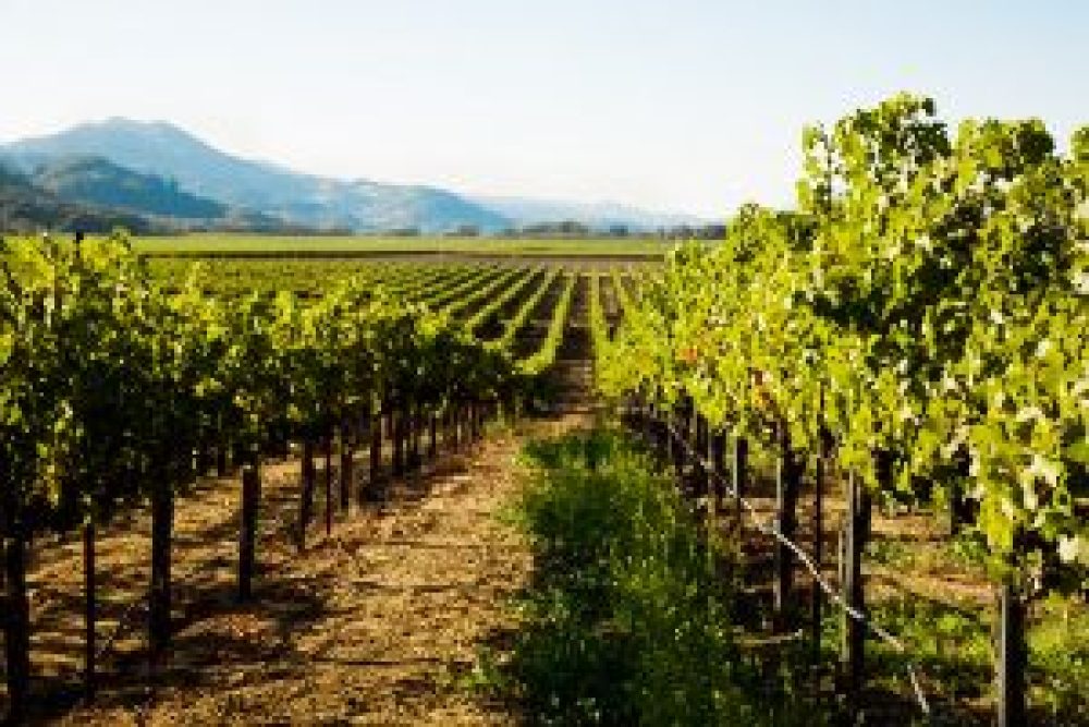 yountvillevineyard