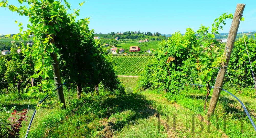 Views from L'Antica Quercia Vineyard - Prosecco Region