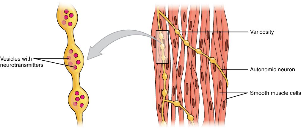 SMOOTH MUSCLE EXPLAINED: FUNCTION, ANATOMY AND CONTRACTION SMOOTH MUSCLE EXPLAINED: FUNCTION, ANATOMY AND CONTRACTION