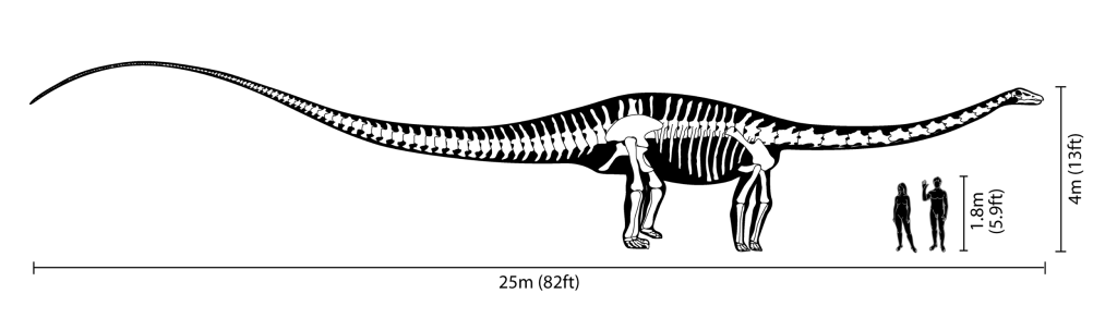 Diplodocus Grössenvergleich